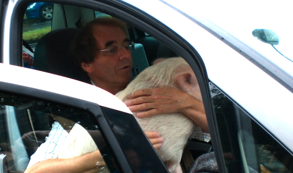 mit dem Ferkel im Auto