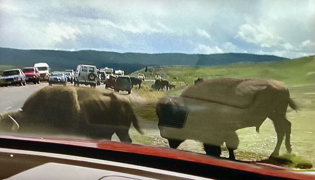 Büffelherde zwischen den Autos